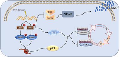 DNA damage response and GATA4 signaling in cellular senescence and aging-related pathology